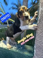 Osito, a male Beagle for sale in Downey, CA – Photo 3 of 4