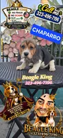CHAPARRO, a male Beagle for sale in Downey, CA – 8 of 10