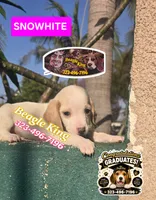Snow White, a female Beagle for sale in Downey, CA – 2 of 5