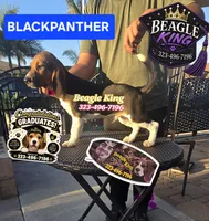 BLACK PANTHER, a female Beagle for sale in Downey, CA – 5 of 6