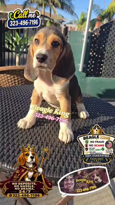GOLDEN BOY, a male Beagle for sale in Downey, CA – 3 of 8