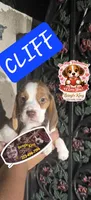 CLIFF, a male Beagle for sale in Downey, CA – Photo 1 of 3