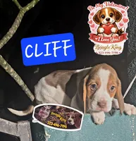 CLIFF, a male Beagle for sale in Downey, CA – Photo 2 of 3