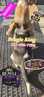 BUNNY, a female Beagle for sale in Downey, CA – 8 of 10