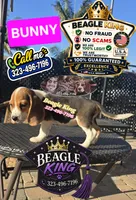 BUNNY, a female Beagle for sale in Downey, CA – 6 of 10