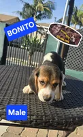 BONITO, a male Beagle for sale in Downey, CA – Photo 2 of 8