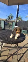 BONITO, a male Beagle for sale in Downey, CA – Photo 1 of 8