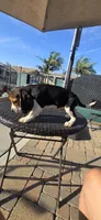 BONITO, a male Beagle for sale in Downey, CA – Photo 8 of 8