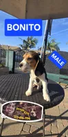BONITO, a male Beagle for sale in Downey, CA – Photo 6 of 8