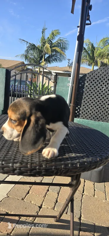 BONITO – Beagle puppy for sale in Downey, CA