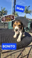 BONITO, a male Beagle for sale in Downey, CA – Photo 5 of 8