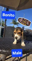 BONITO, a male Beagle for sale in Downey, CA – Photo 4 of 8