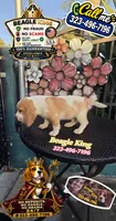 Sonic, a male Beagle for sale in Downey, CA – 7 of 9