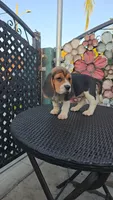 CHAPARRO, a male Beagle for sale in Downey, CA – 6 of 10