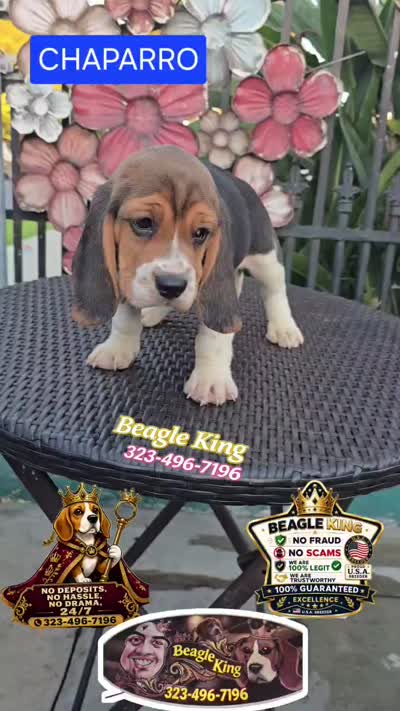 CHAPARRO, a male Beagle for sale in Downey, CA – 3 of 10