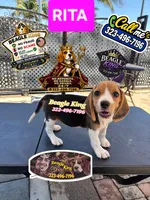 RITA, a female Beagle for sale in Downey, CA – 3 of 4