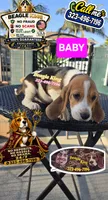 BABY, a female Beagle for sale in Downey, CA – 5 of 7