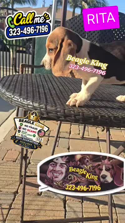 RITA, a female Beagle for sale in Downey, CA – 2 of 8