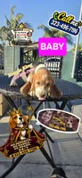 BABY, a female Beagle for sale in Downey, CA – 2 of 7