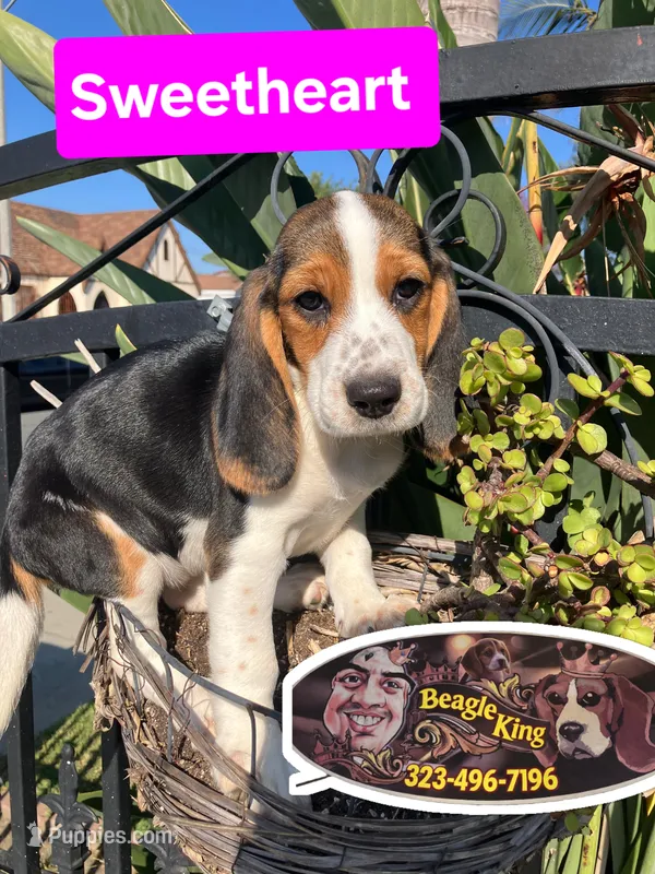Sweetheart  – Beagle puppy for sale in Downey, CA