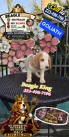 GOLIATH , a male Beagle for sale in Downey, CA – 2 of 7