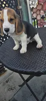 PHARAOH , a male Beagle for sale in Downey, CA – 9 of 9