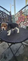 CHAPARRO, a male Beagle for sale in Downey, CA – 10 of 10