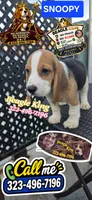 SNOOPY BOY, a male Beagle for sale in Downey, CA – 8 of 10