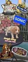 Sonic, a male Beagle for sale in Downey, CA – 3 of 9