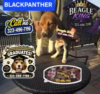 BLACK PANTHER, a female Beagle for sale in Downey, CA – 3 of 6