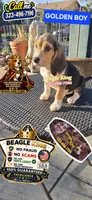 GOLDEN BOY, a male Beagle for sale in Downey, CA – 2 of 8