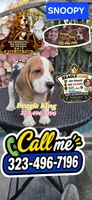 SNOOPY BOY, a male Beagle for sale in Downey, CA – 4 of 10