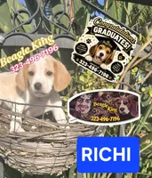 RICHIE, a male Beagle for sale in Downey, CA – 3 of 8