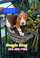 OZZY, a male Beagle for sale in Downey, CA – Photo 4 of 6
