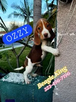 OZZY, a male Beagle for sale in Downey, CA – Photo 6 of 6