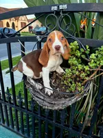 OZZY, a male Beagle for sale in Downey, CA – Photo 2 of 6