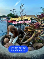 OZZY, a male Beagle for sale in Downey, CA – Photo 3 of 6