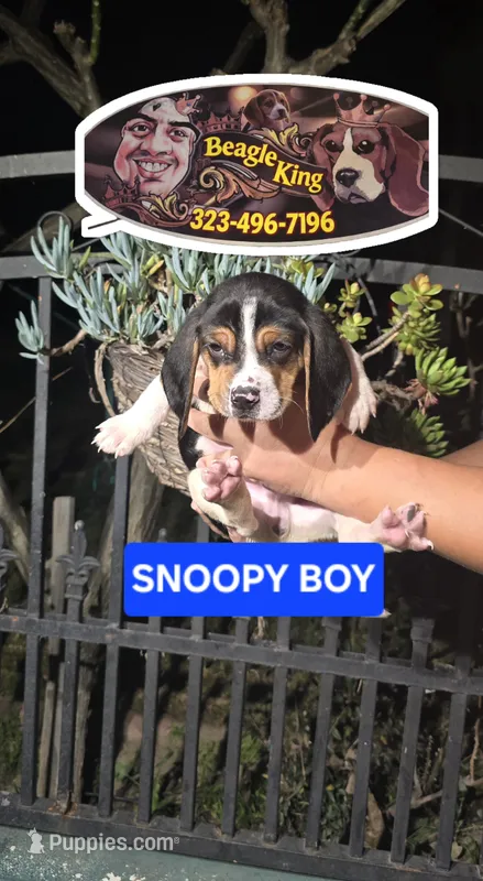 SNOOPY