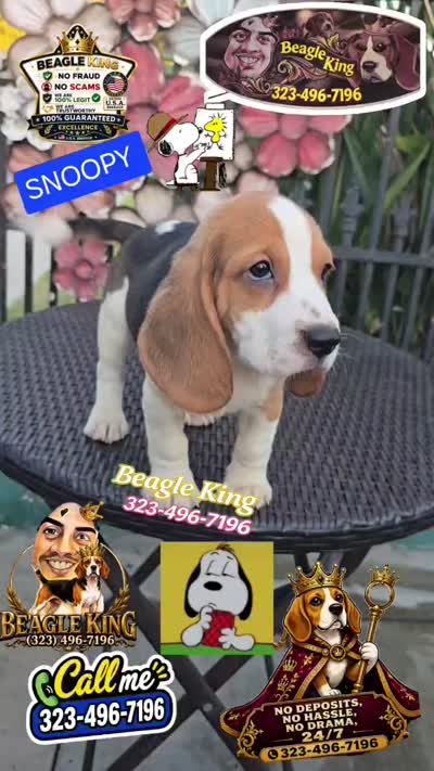 SNOOPY BOY, a male Beagle for sale in Downey, CA – 3 of 10
