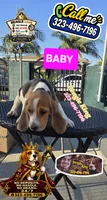 BABY, a female Beagle for sale in Downey, CA – 6 of 7