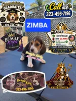 ZIMBA, a male Beagle for sale in Downey, CA – 6 of 6