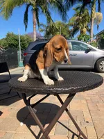 DAYSE, a female Beagle for sale in Downey, CA – 3 of 3