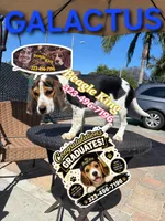 Galactus, a male Beagle for sale in Downey, CA – 6 of 10
