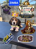 ZIMBA, a male Beagle for sale in Downey, CA – 5 of 6