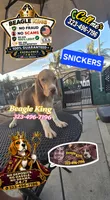 SNICKERS, a male Beagle for sale in Downey, CA – 3 of 6