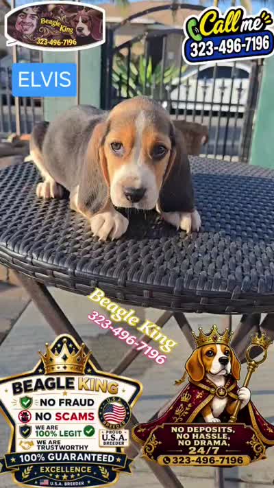 ELVIS, a male Beagle for sale in Downey, CA – 6 of 6