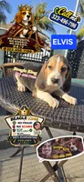 ELVIS, a male Beagle for sale in Downey, CA – 4 of 6