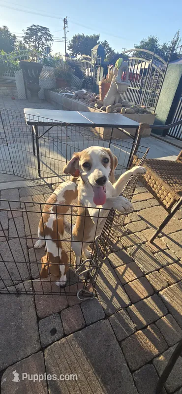 White spark – Beagle puppy for sale in Downey, CA