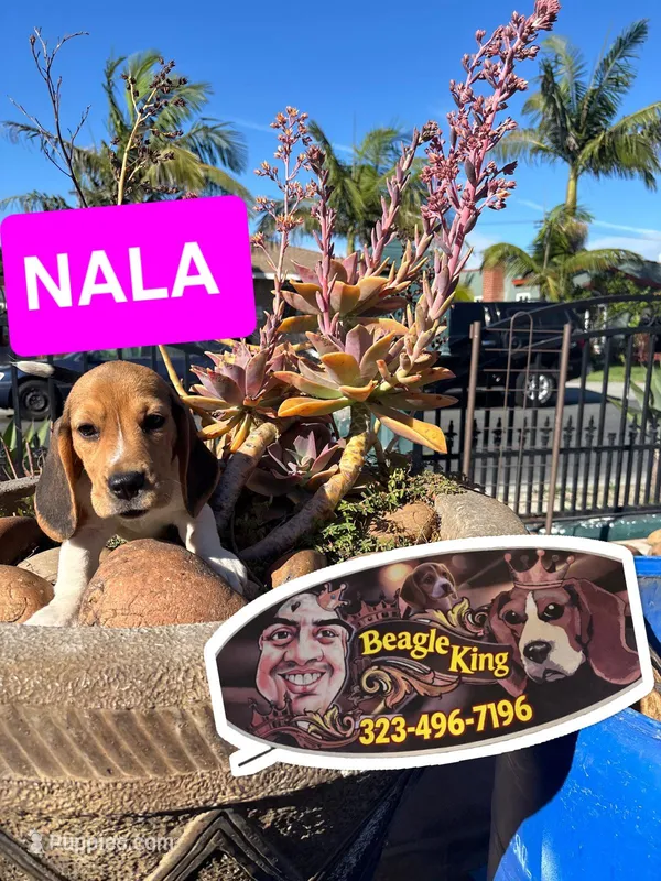 NALA – Beagle puppy for sale in Downey, CA