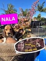 NALA, a female Beagle for sale in Downey, CA – 1 of 3